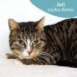 Spokojny kocurek do adopcji! Poznajcie Juriego!