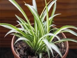 Хлорофітум 25 см діаметр