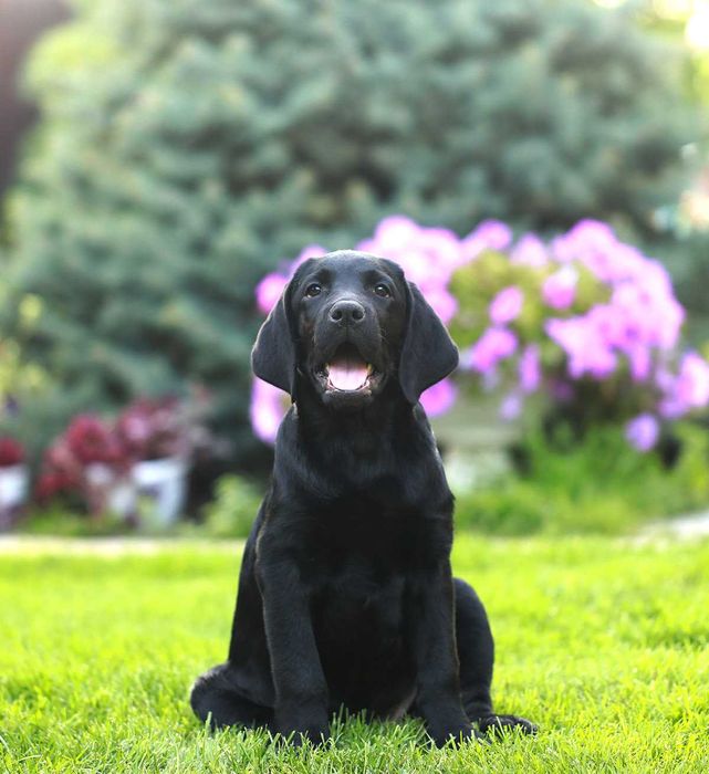 Шикарные щенки лабрадора ретривера питомник