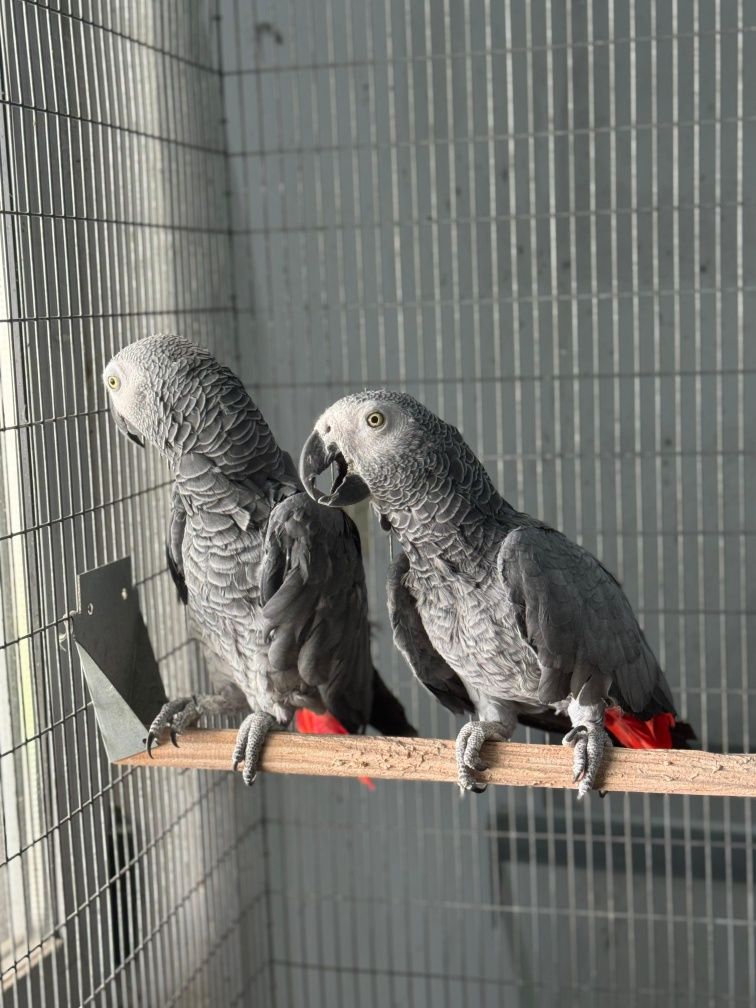 Casal de cinzentos Adulto