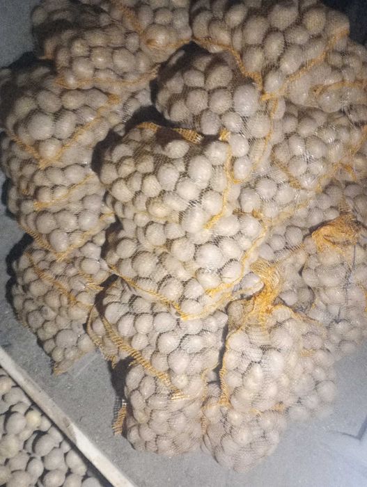 Sprzedam ziemniaki z własnego gospodarstwa .