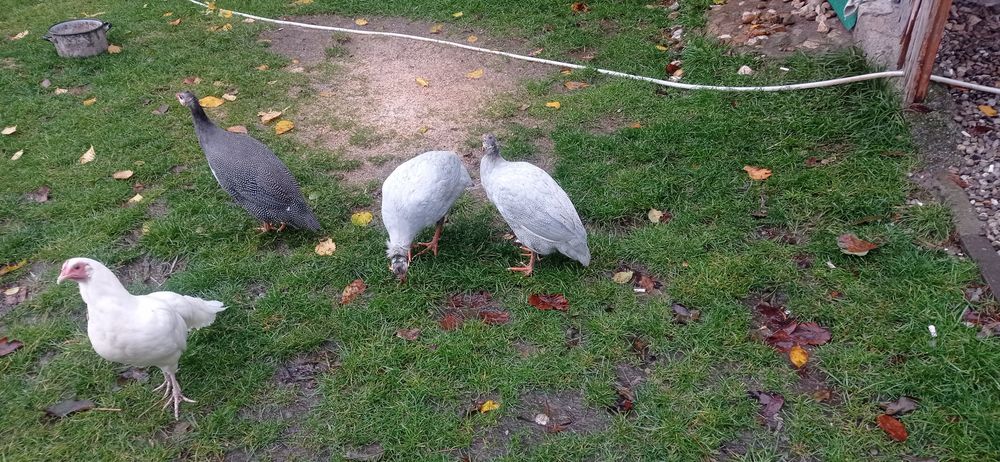 Perlik,fenix,biegus sprzedam lub zamienię