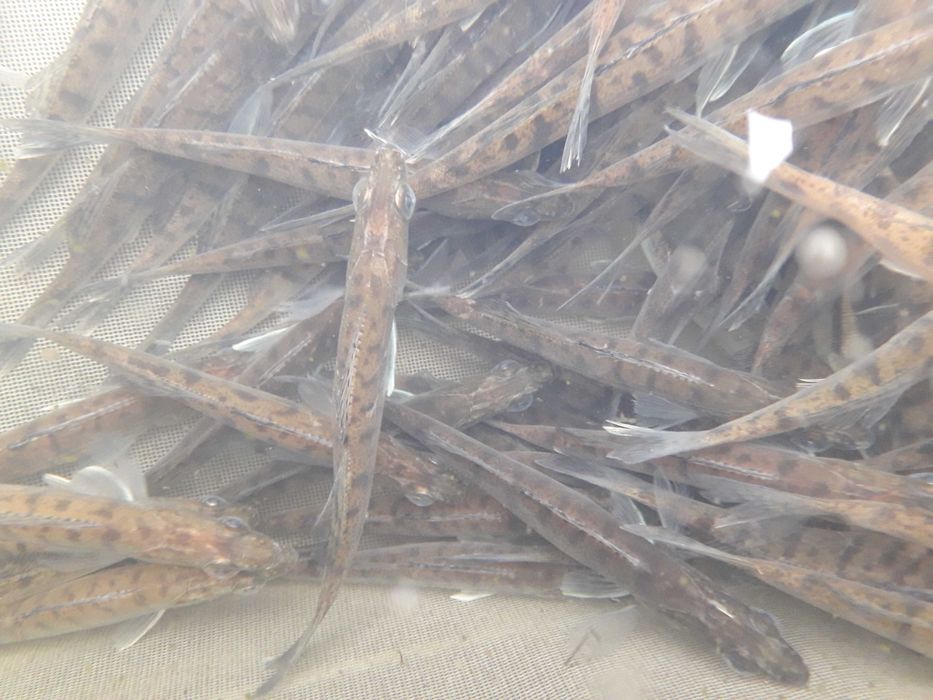 Sandacz narybek jesienny.