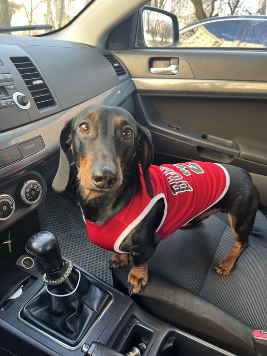 Такса хлопчик дл вязки