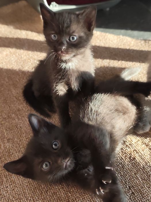 Котенята бомбейської породи, безкоштовно
