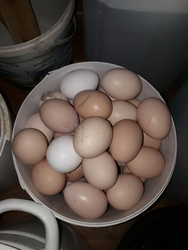 Продаються домашние яйца