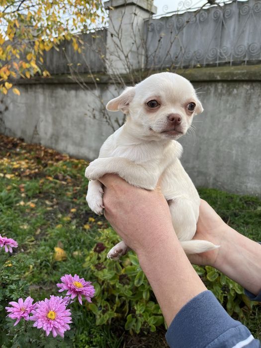 Чіхуахуа дівчинки