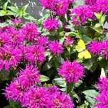 Pysznogłówka ogrodowa różowa 'Balmy Lilac' (Monarda didyma)