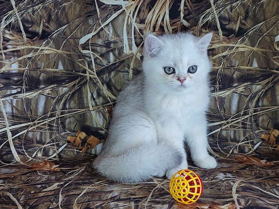 Кошенята срібні шукаємо господаря