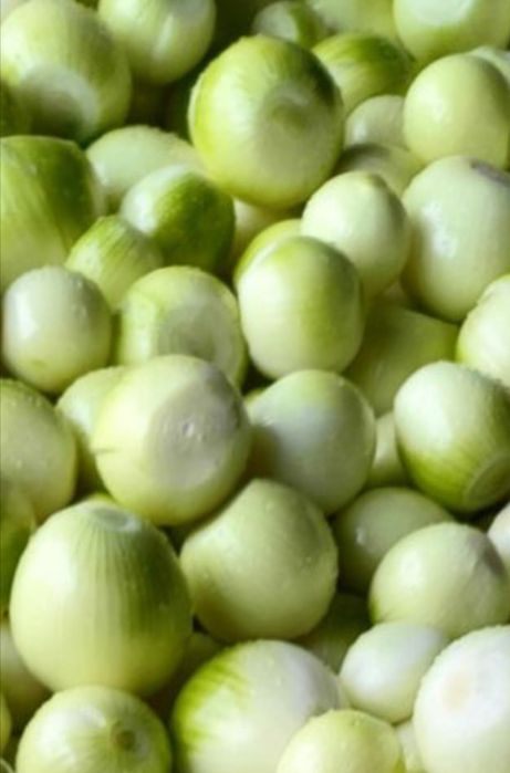 Cebula Obrana na biało 10kg