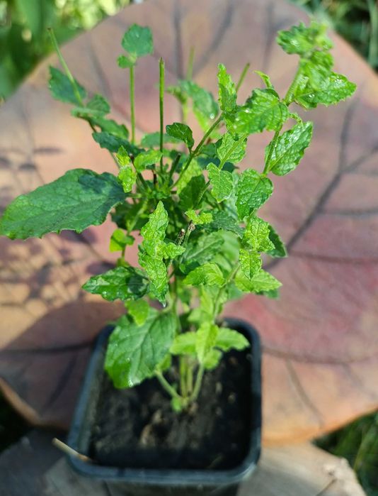 М'ята 10 видів.  Саджанці. Пряні трави