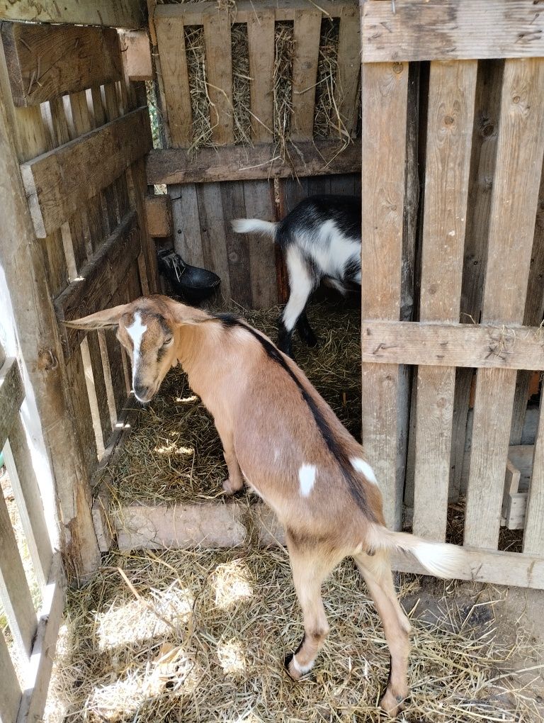 Vendo cabra para carne