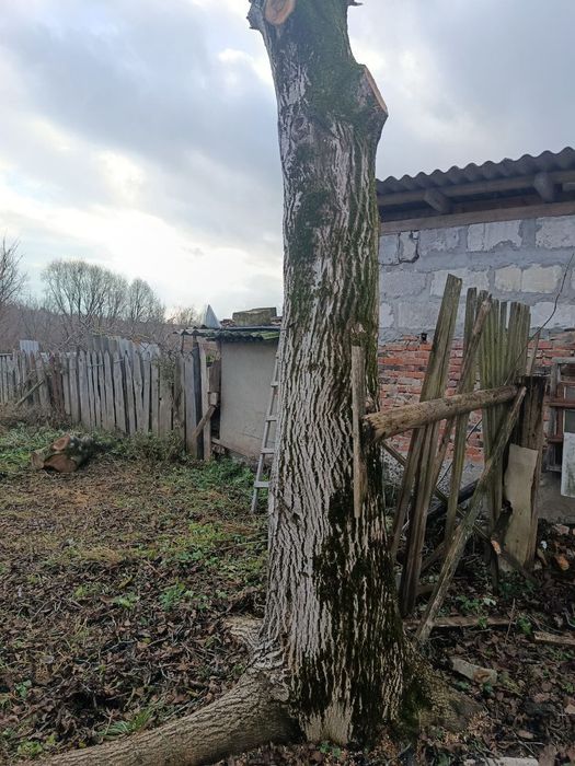 Продам стовбур горіха
