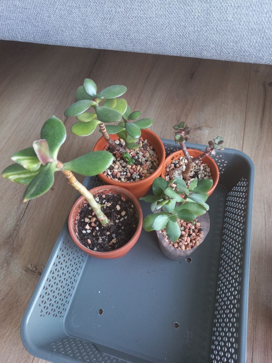 Crassula Grubosz