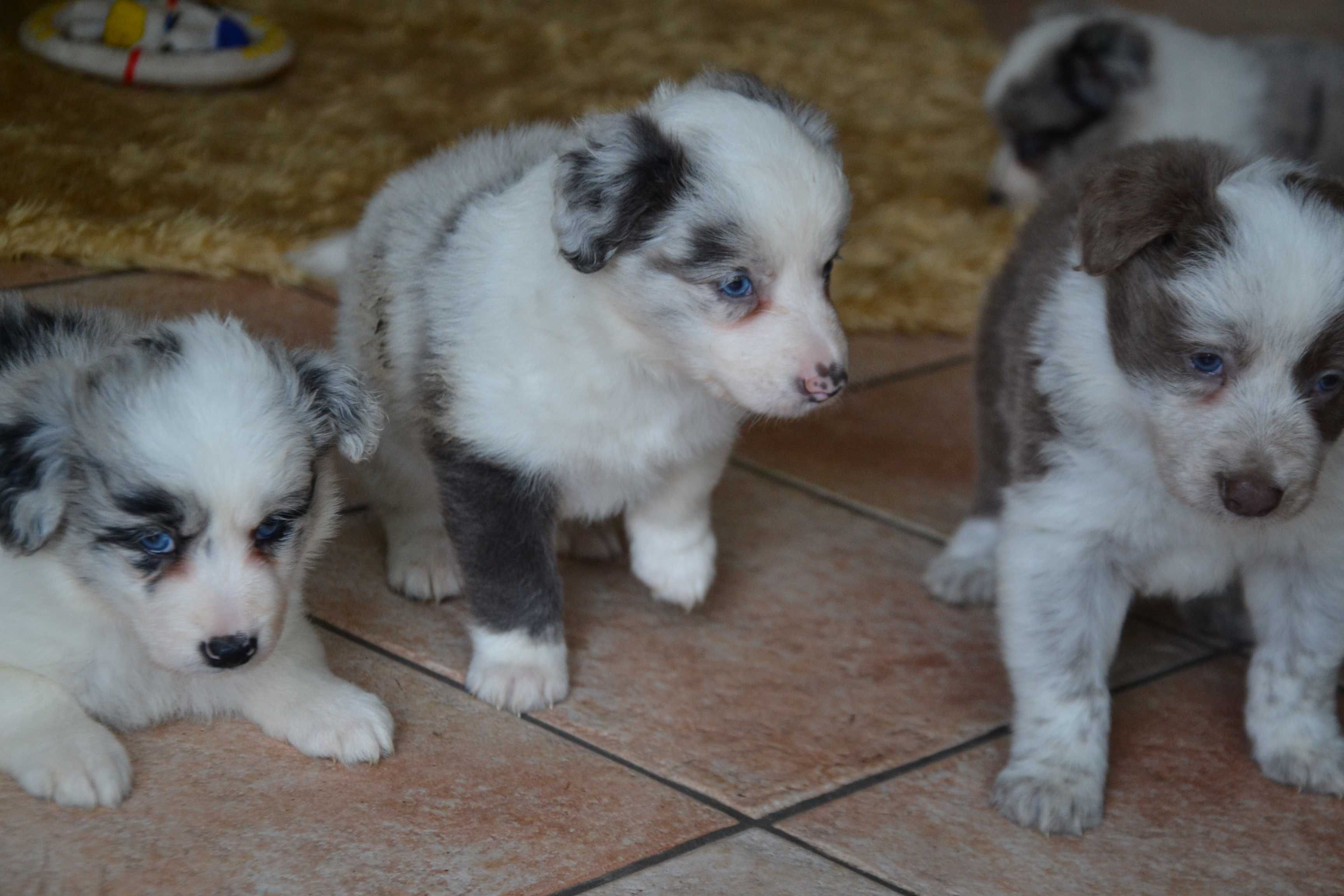 Border Collie Red White