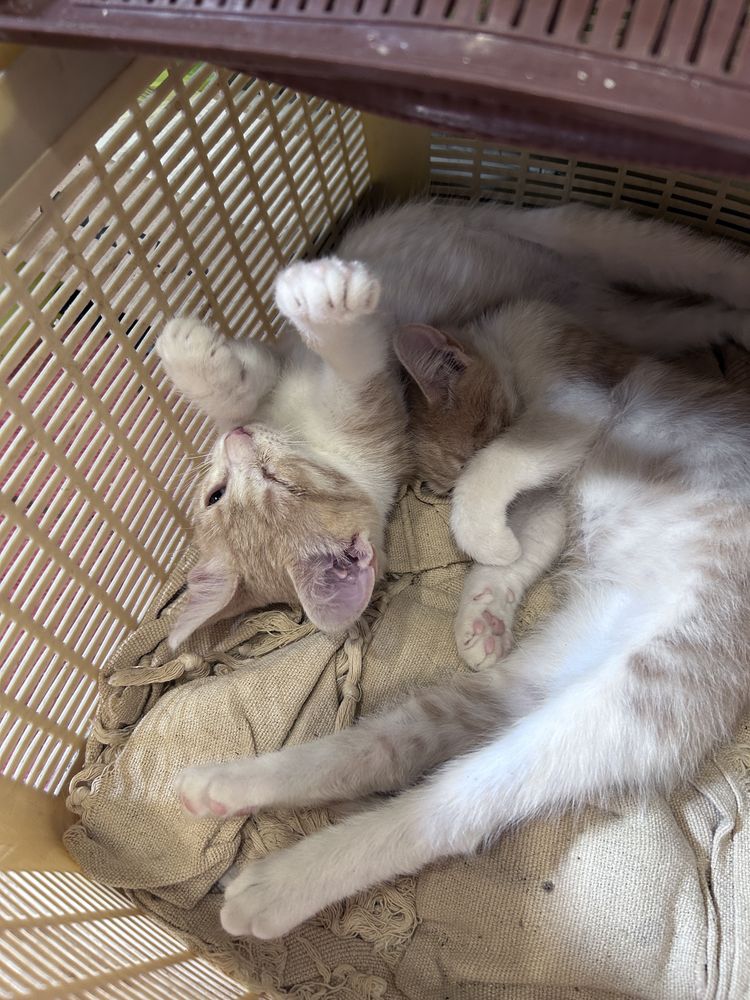 Котята мальчик и девочка