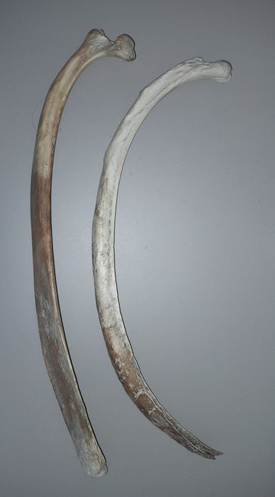 Zestaw kości do nauki anatomi zwierząt.