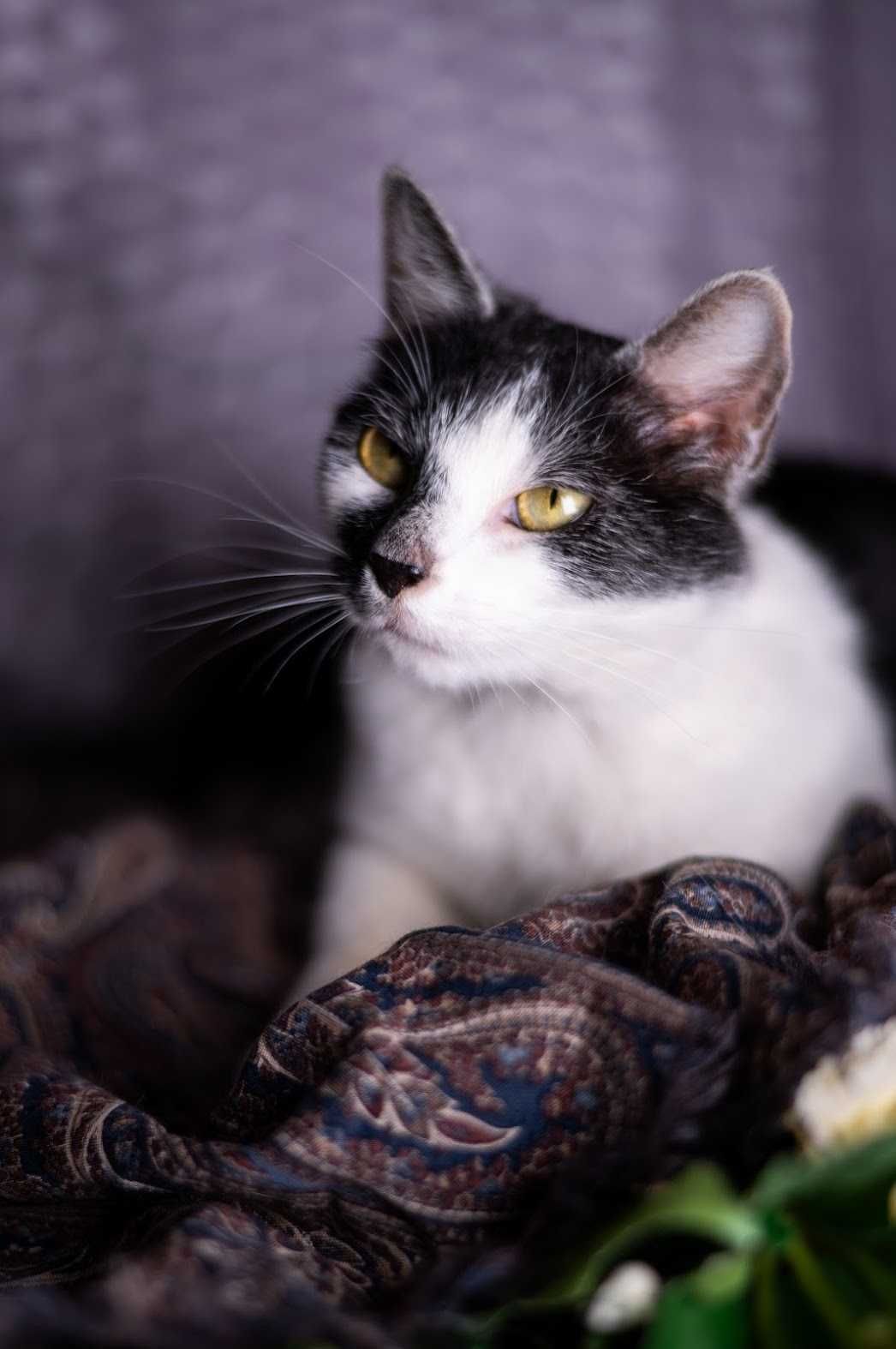 Kotka Gaia - piękna kicia do adopcji