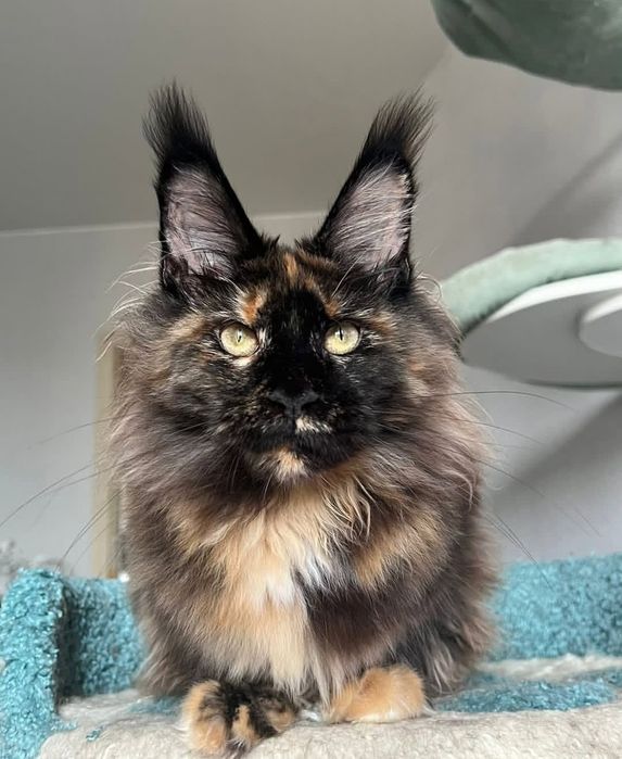 Кошенята на продаж