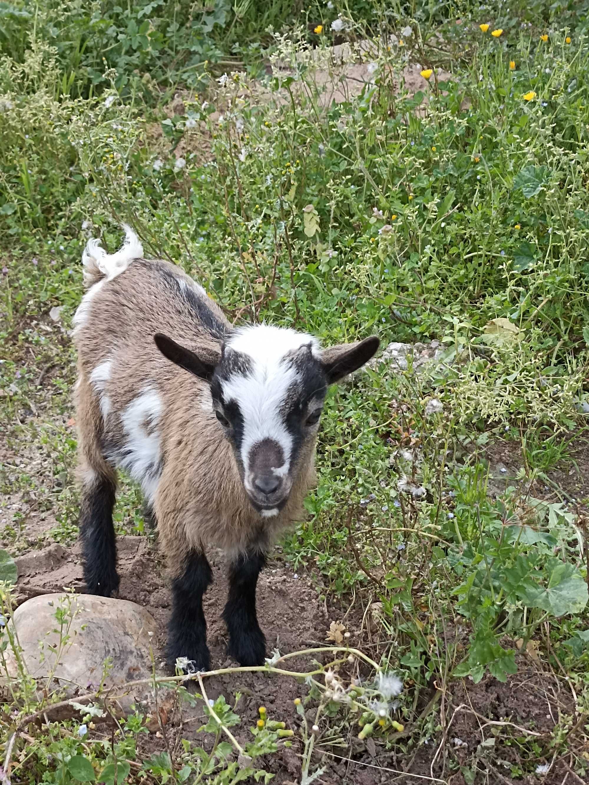 Cabrito anã bebé