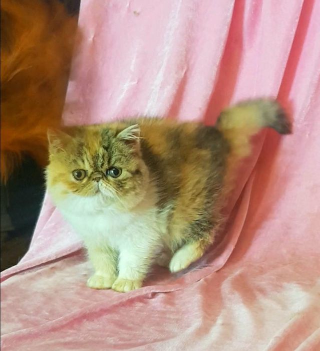 Экзотическая короткошерстная