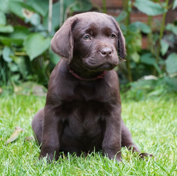 Labrador retriever-czekoladowy  piesek ZKwP/ FCI - gotowy do odbioru