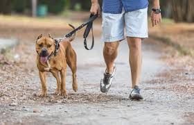 Dog walking, dog baths at home / passeios com cães e banhos