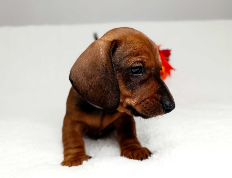 Jamnik miniaturowy krótkowłosy po championach ZKwP/FCI