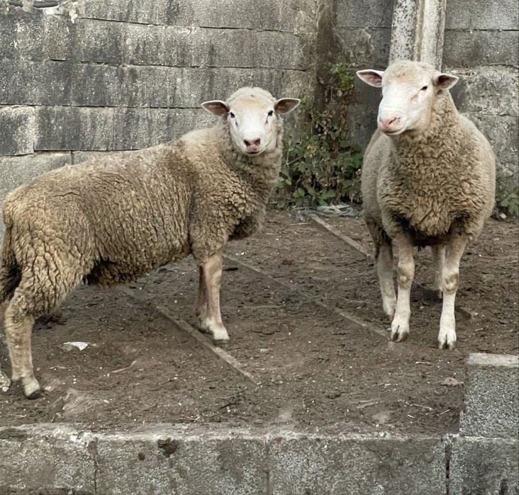 Carneiros reprodutores 1 ano cx de île de france