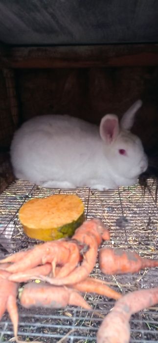 Продам кроличку НЗБ