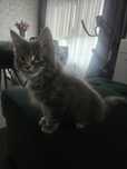 Maine Coon niebieski kocur