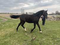Ogierek ogier kary 2 lata kon wzrost 162cm po ogierze Bas konie klacz