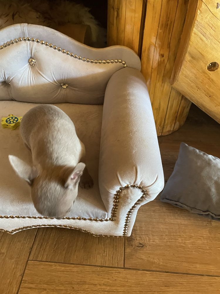 Chihuahua pies liliowy