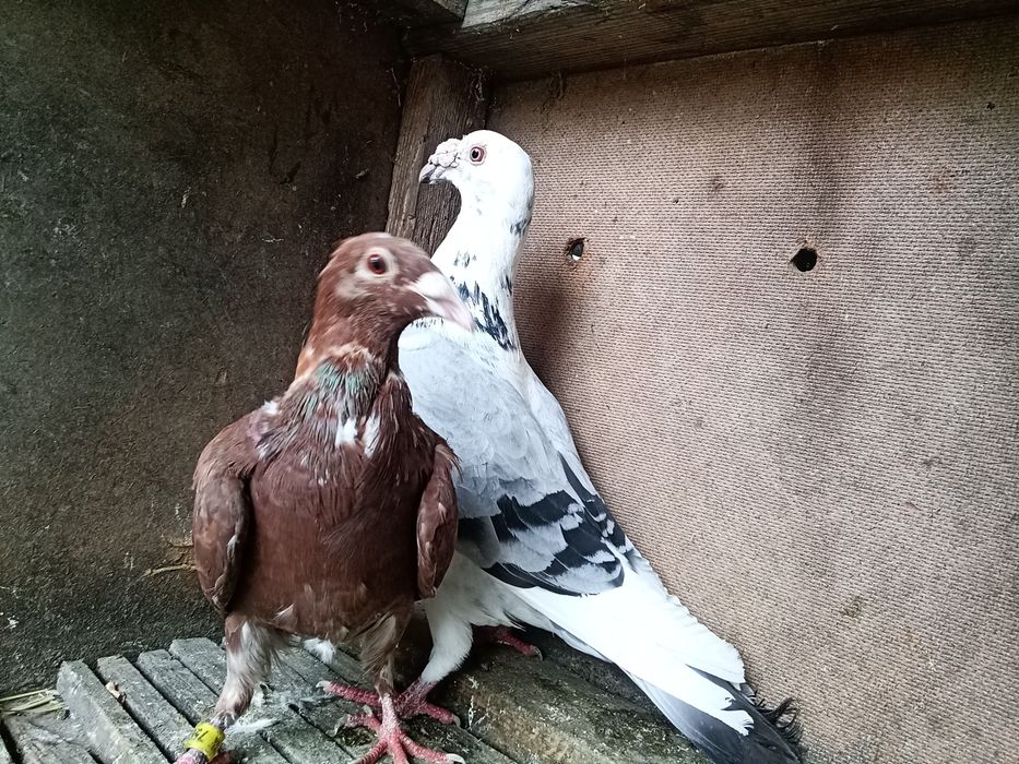 Staropolskie gołębie