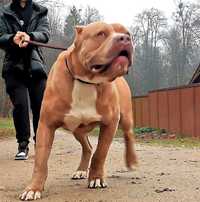 American Bandog - potomek pitbull x mastif