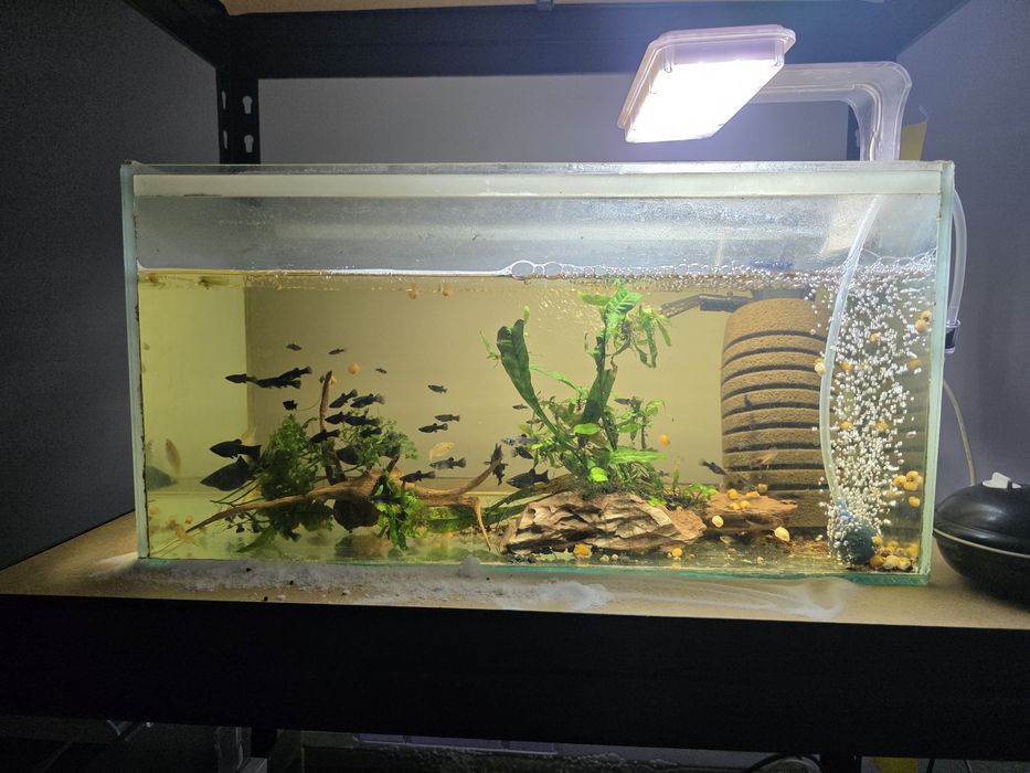 Sprzedam rybki molinezije