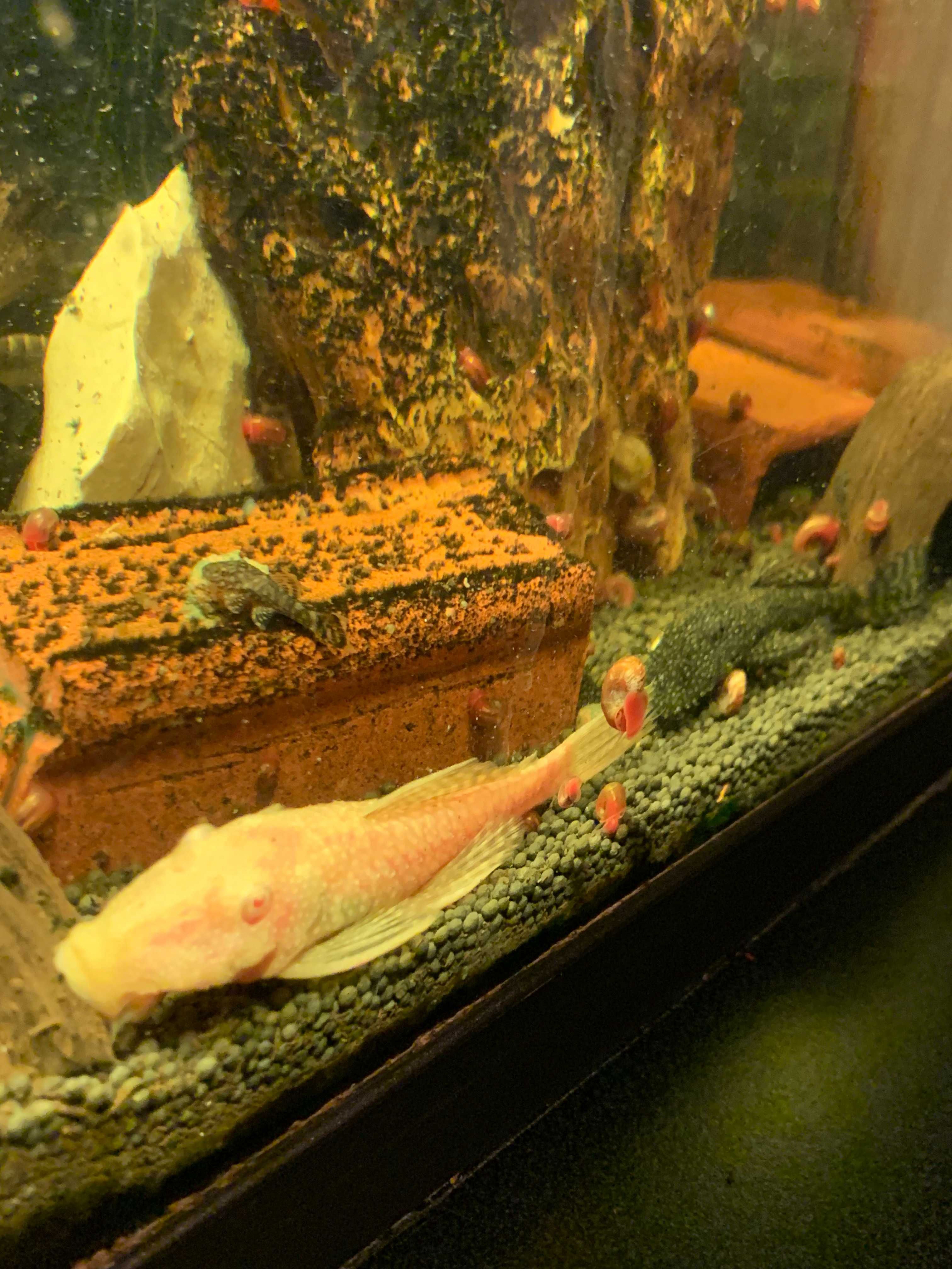 Peixes Ancistrus