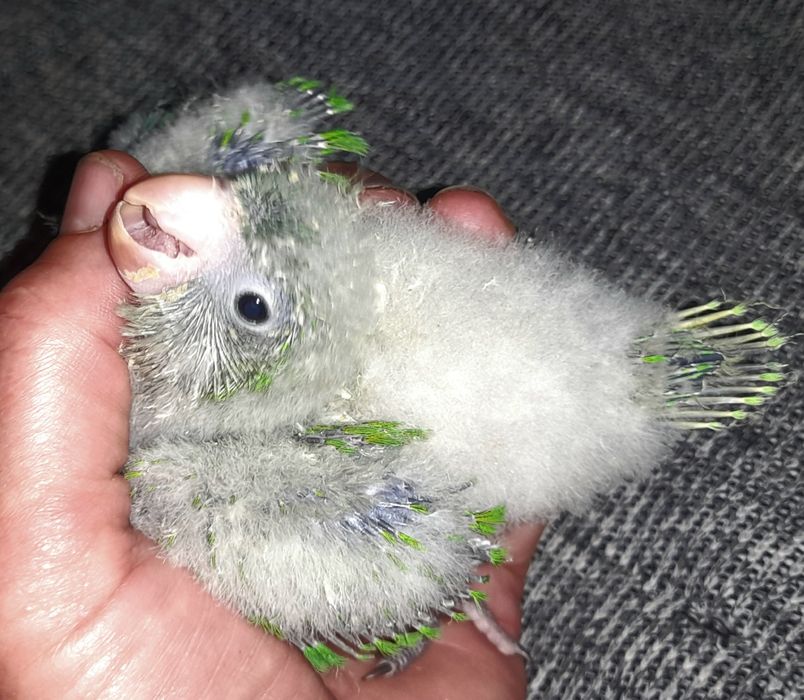 Клітка для птахів.Папуг. Каліта. Монахи.