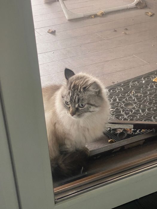 Загублена кішка. Приблудилась. Чия?