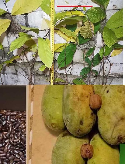 Азиміна Насіння Сіянці обмін