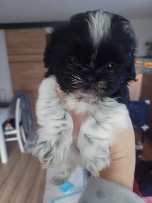 Shitzu mini suczka