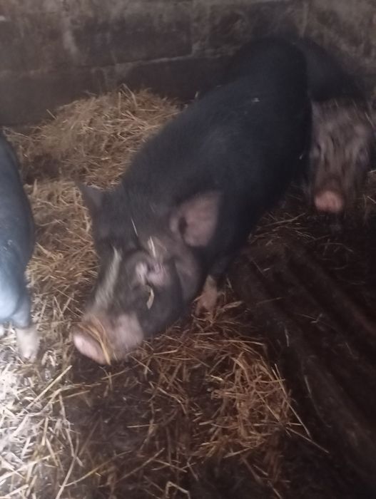 Свиней і поросят