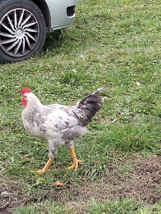 Молоді півні на продаж