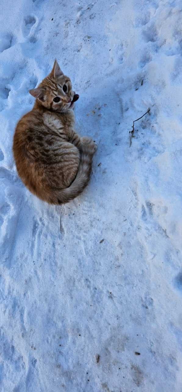 котенок кошеня     рудиий  (рижий) котик