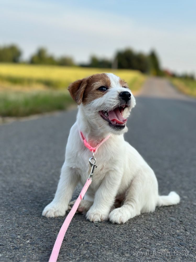 Suczka Jack Russell terrier ZKWP/FCI szorstkowlosa
