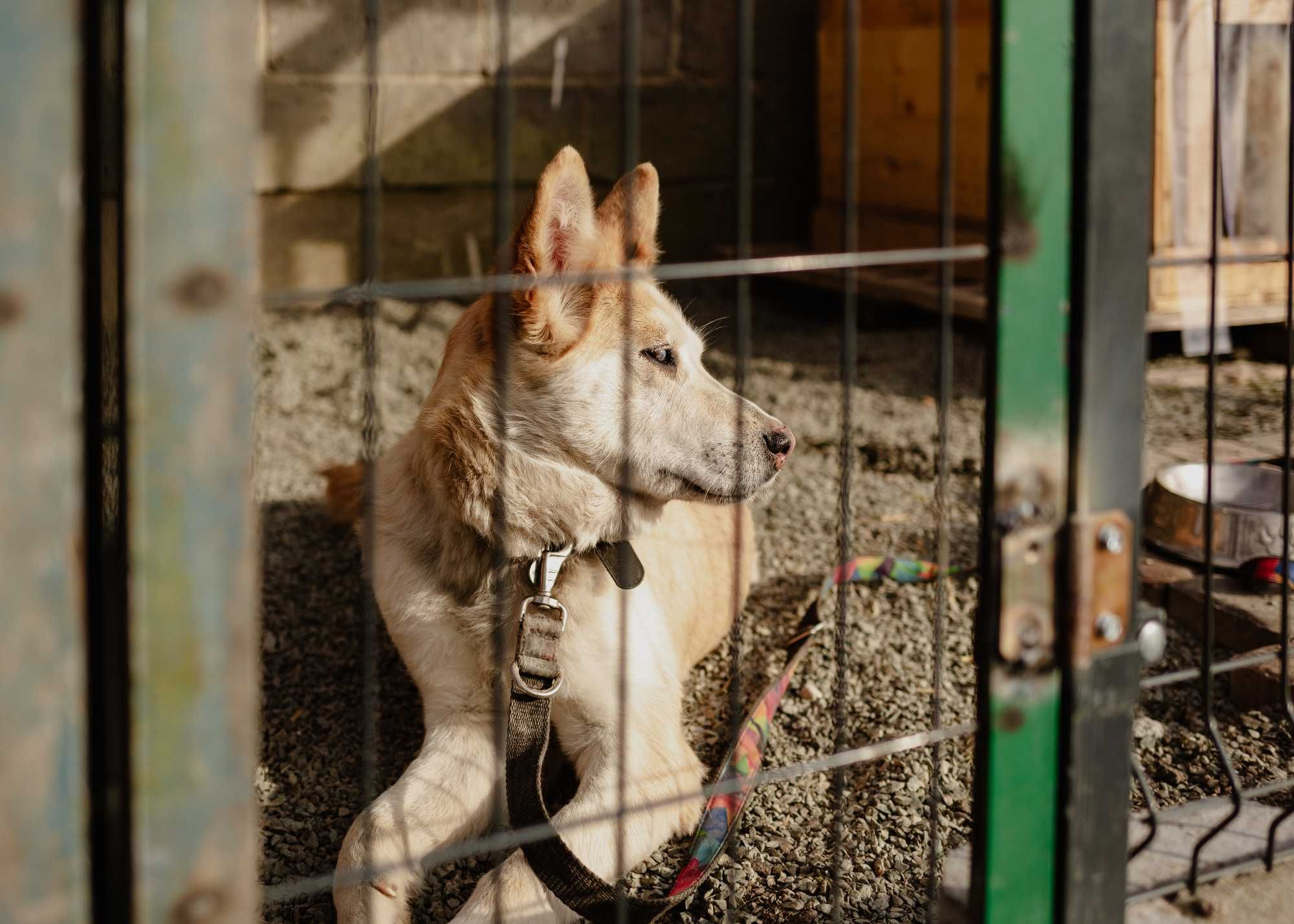 Pokochaj Rudą w typie husky