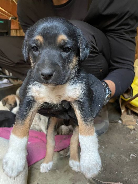 Віддамо в добрі руки цуценят знайдених в лісі