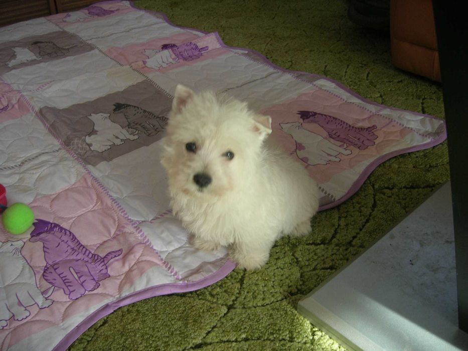 West Terrier bielutki piesek  już do odbioru.