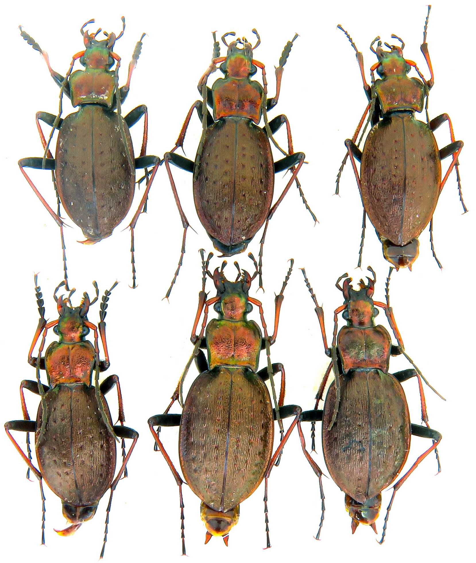 Турун Ліннея коллекция насекомые комахи, жуки, ентомологія наук