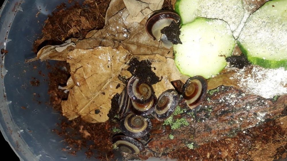 Улитки сухопутные древесные Караколусы. Караколус —одна из самы